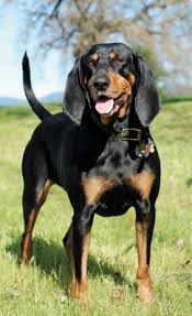 Black And Tan Coonhound Doberman Pinscher Mix Image Result For Black And Tan Coonhound Coonhound Large Dog Breeds Bluetick Coonhound