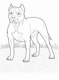 It's very sad that they have gotten a bad reputation. Pitbull Coloring Pages Best Coloring Pages For Kids