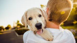 A dog teaches a boy fidelity, perseverance, and to turn around three times before lying down.—robert benchley 4. 26 Inspirational Dog Quotes To Brighten Any Dog Lover S Day