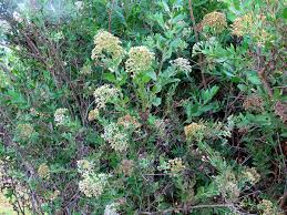 Image result for Pluchea dioscoridis