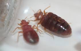 Pests and vermin can become evident in a rental property. How Can I Get Rid Of Bed Bugs In My Apartment