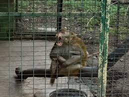 Image result for monkey caged