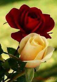 Hi Beuatiful Friend How U Beautiful Flowers Flowers Beautiful Roses