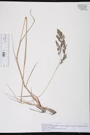Image result for Eragrostis atrovirens