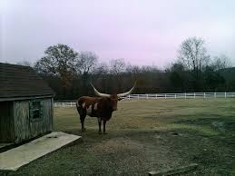 Cat And Cow Veterinary Clinic 3091 Bethel Road Olive Branch Reviews And Appointments Topvet