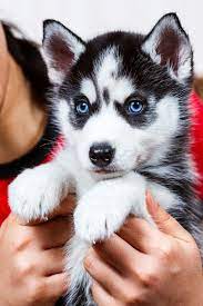 Celebrity fans of the husky Do Dogs With Baby Expressions Get Adopted Sooner And What Does It Say About Domestication Cute Cats And Dogs Cute Husky Cute Dogs