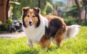 Shetland Coban Kopeginin Ozellikleri My Animals