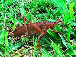 Les Insectes De Martinique