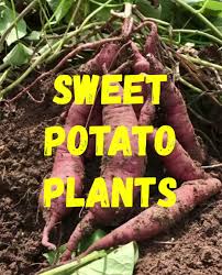 We value our community and strive to provide quality plants and pet feed. Family Pet Garden Center Home Facebook