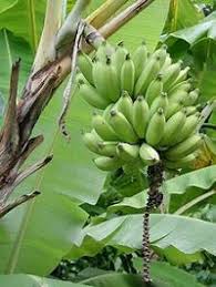 This healthy nigerian fufu meal is made with unripe plantains (green plantains) and small water. 25 Amazing Health Benefits Of Unripe Plantain In Nigeria Today 9jafoods