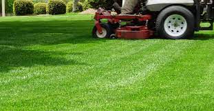 The sod is the easiest and quickest way to lay zoysia grass in your yard. All You Need To Know About Zoysia Grass