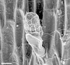 Image result for Polyphlebium borbonicum