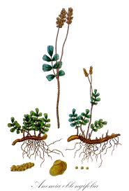 Image result for Anemiaceae