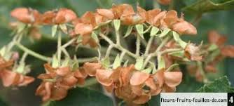 Image result for Dombeya acutangula