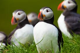 Bird Watching In The Faroes Nordic Experience
