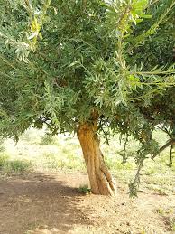 Image result for Boscia matabelensis