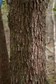 Image result for Cleistanthus