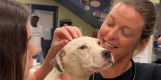 Stray Rescue of St. Louis