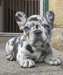 Among the brindle colored french bull dogs there are also two rare colors. French Bulldog Colors Dream Valley Frenchies