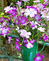 Image result for Agrostemma