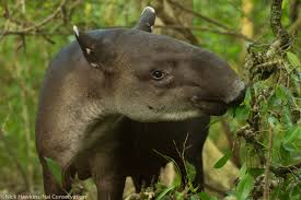 A tapir is an ancient animal that first appeared in its current form 20 to 30 million years ago. Preserving Tapirs In The Mysterious Mountains Of Costa Rica Global Wildlife Conservation