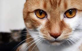 Check spelling or type a new query. 8 Macam Warna Mata Kucing Dari Biru Sampai Dua Warna