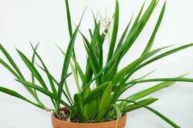 Sansevieria Parva Pflanzen Zimmerpflanzen Gewachs