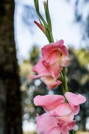 Image result for Allocassine laurifolia