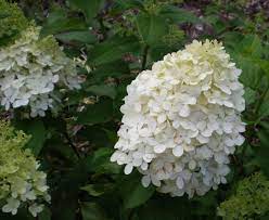 Pin On Flowers