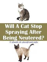 17 Exquisite Cat Spraying Litter Box Cat Spray Cats Cat Urine
