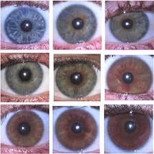 Prototypic Dominant Eye Color Chart 2019