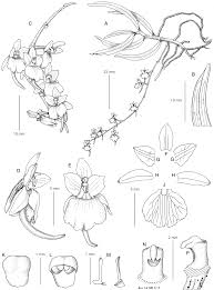 Image result for Rhipidoglossum