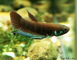 Betta Dimidiata Betta Betta Fish Pet Fish