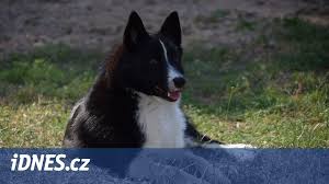 Image result for karelský medvědí pes