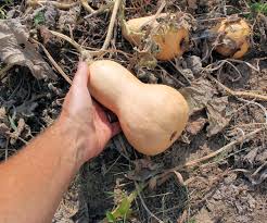 Resultat d'imatges de early butternut