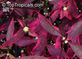 Order alternanthera red starter plant liners directly from our website with all current availability and pricing. Alternanthera Dentata Joseph S Coat Calico Plant Copperleaf Bloodleaf Joyweed Parrot Leaf Toptropicals Com