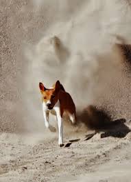 Fast Beautiful Basenji Dogs Dog Love Dogs