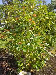 Image result for Keetia gueinzii