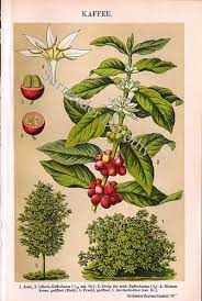 Pin By Seed To Brew On Coffee Plant Coffee Plant Coffee Bean Tree Botanical Illustration