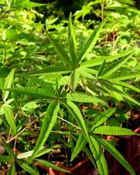 Image result for Dombeya acutangula