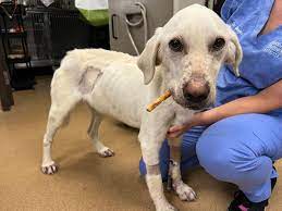 Severely Emaciated Dog Fighting for His Life - Kyhumane