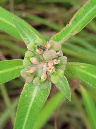 Image result for Euphorbia heterophylla