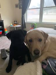 Miniature dog photos wanted