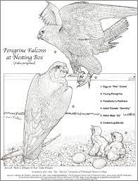 Bird coloring pages free printable realistic. Peregrine Falcon Coloring Page Outside My Window