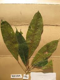 Image result for Buchholzia