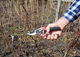 Maybe you would like to learn more about one of these? How To Grow Raspberries Thompson Morgan
