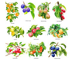 Maybe you would like to learn more about one of these? Tree Fruit Poster With Script Painting By Sharon Freeman