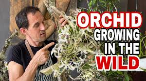 Image result for Mystacidium