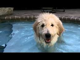 Buddy Our New Goldendoodle From Moss Creek Doodles Dog Swim Doodle Dog Dog Swimming Goldendoodle