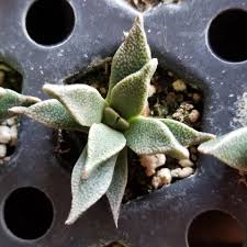 Image result for Nananthus aloides